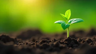 Photo-realistic image of a green bean plant sprouting from soil, symbolizing sustainability.